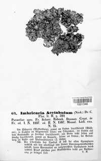 Pleurosticta acetabulum image